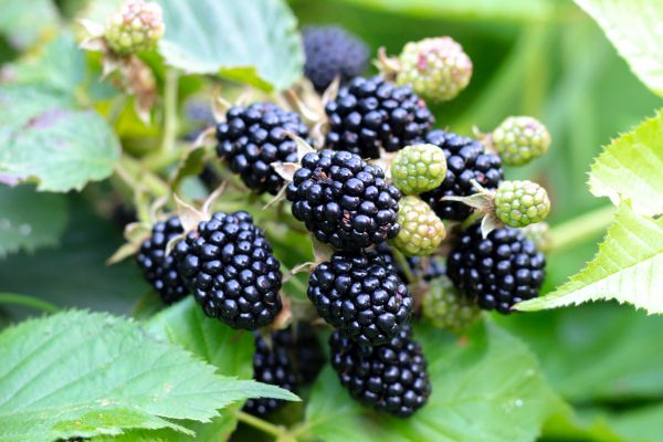 Blackberry Bush Removal in Pataskala