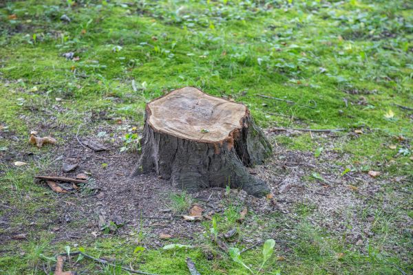 Bush Stump Removal in Pataskala