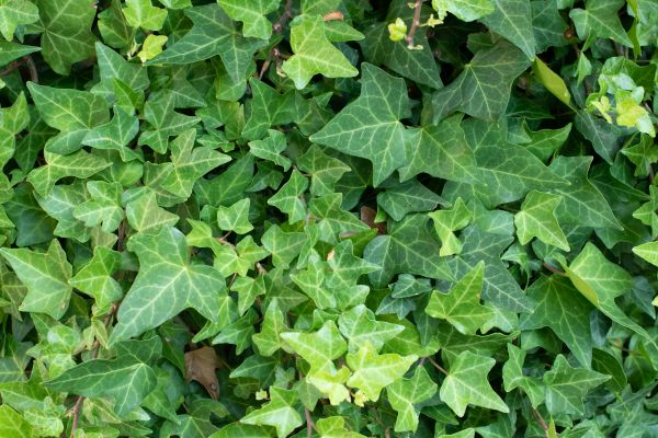 English Ivy Removal in Pataskala
