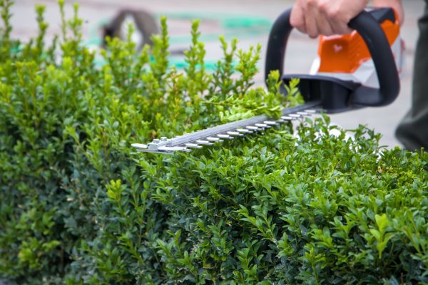 Hedge Pruning in Pataskala