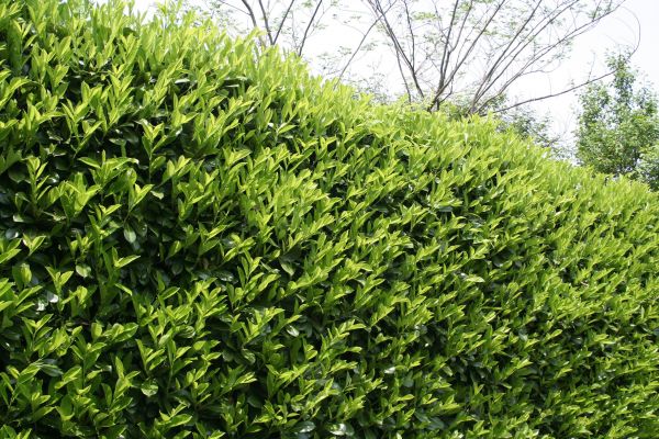 Laurel Removal in Pataskala