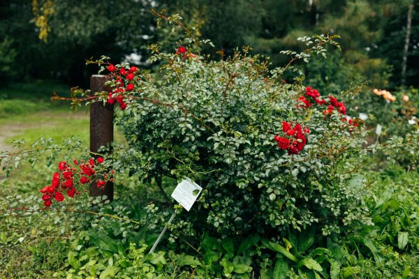 Rose Bush Removal in Pataskala