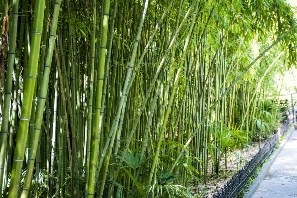 Bamboo Root Removal in Pataskala