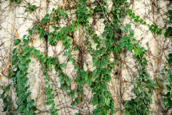 Vine Removal Service in Pataskala