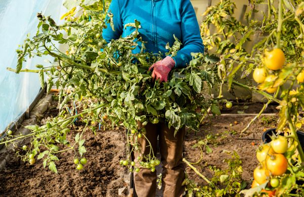 Garden Plant Removal in Pataskala