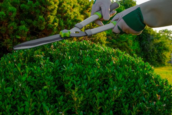 Topiary Shearing in Pataskala