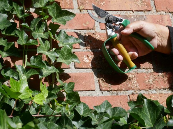 Ivy Removal Service in Pataskala