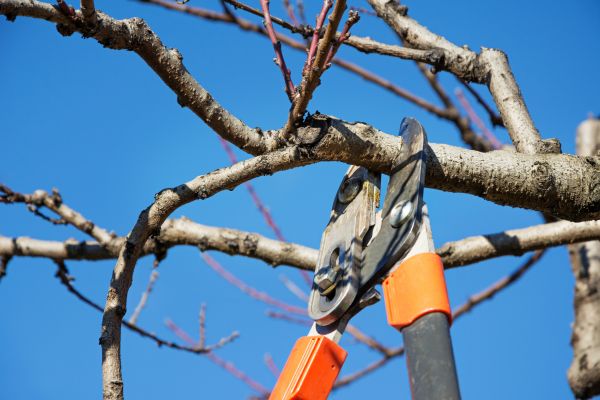 Selective Pruning in Pataskala
