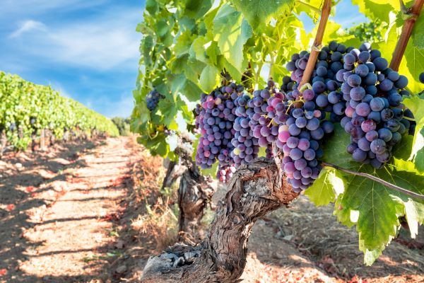 Grapevine Pruning in Pataskala