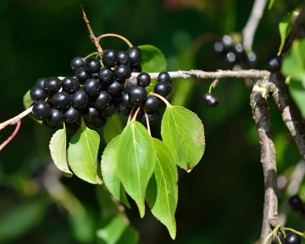 Buckthorn Removal in Pataskala