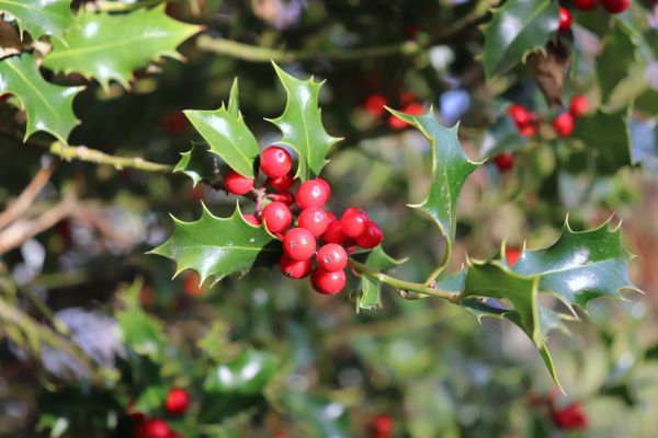 Holly Tree Trimming in Pataskala