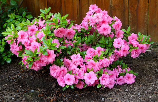 Azaleas Removal in Pataskala