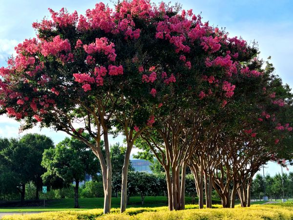Crepe Myrtle Pruning in Pataskala