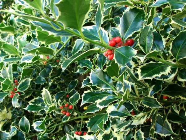 Holly Bushes Trimming in Pataskala