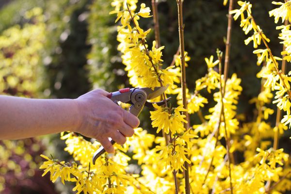 Forsythia Pruning in Pataskala