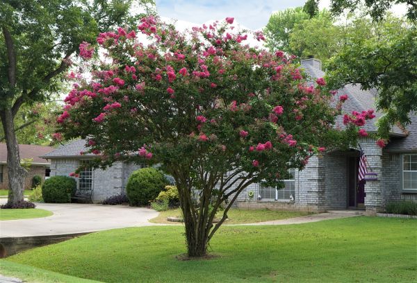 Crepe Myrtle Trimming in Pataskala