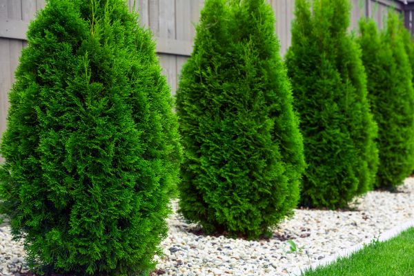 Arborvitae Removal in Pataskala