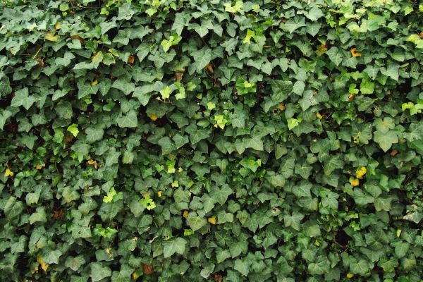 Ivy Pruning service in Pataskala