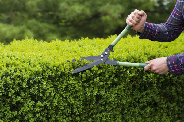 Evergreen Shrub Pruning in Pataskala