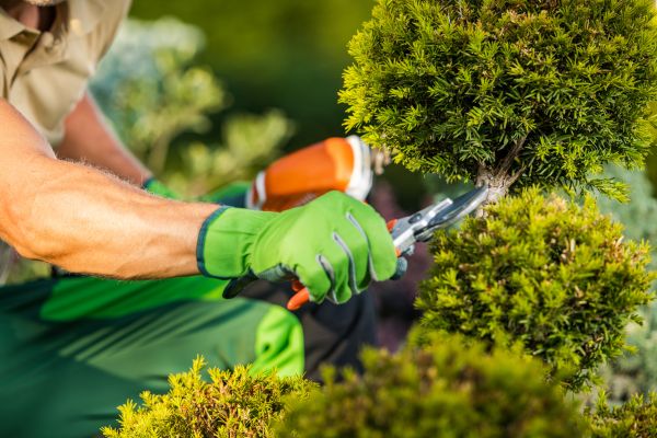 Landscape Pruning Service in Pataskala