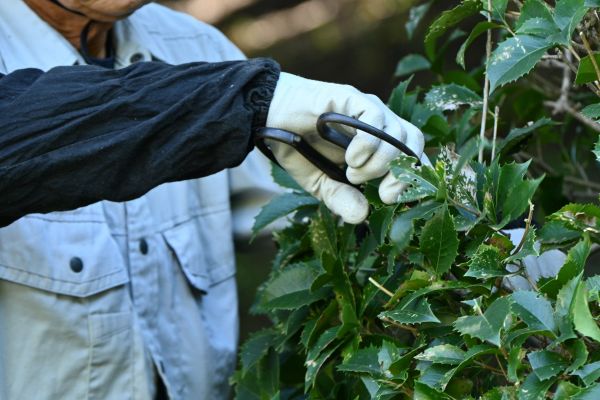 Holly Pruning in Pataskala