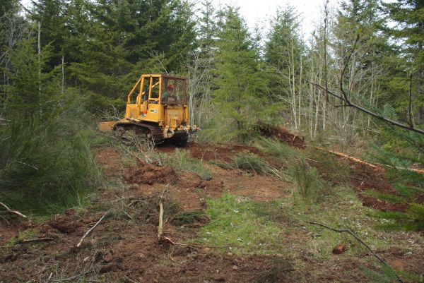 Shrubbery Clearing in Pataskala