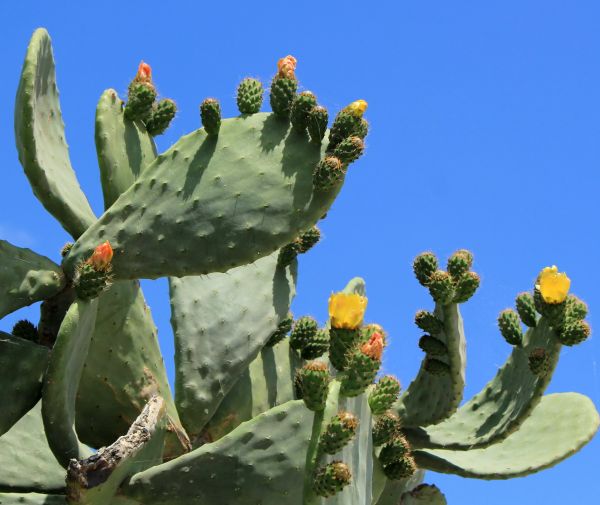 Cactus Removal in Pataskala