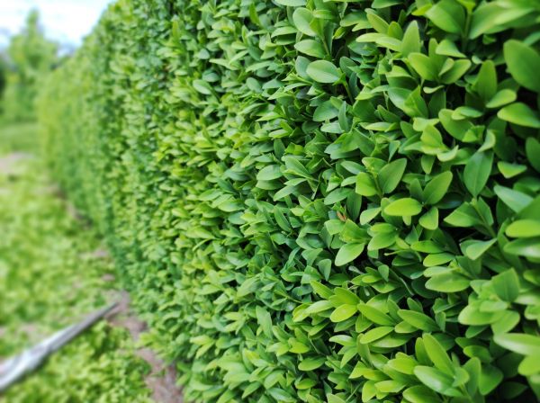 Boxwood Pruning in Pataskala