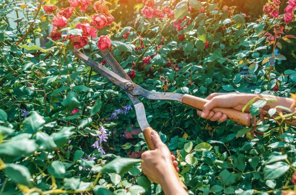 Knockout Roses Pruning in Pataskala