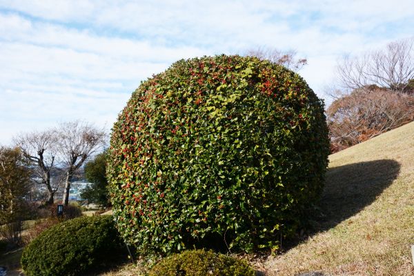 Holly Shrub Pruning in Pataskala