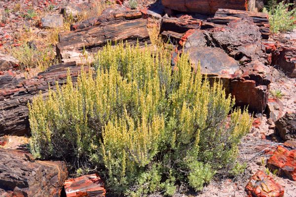 Sagebrush Removal in Pataskala