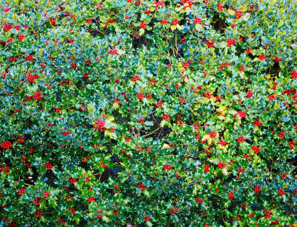 Holly Bush Removal in Pataskala