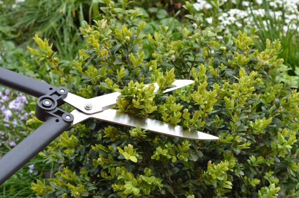 Boxwood Trimming in Pataskala