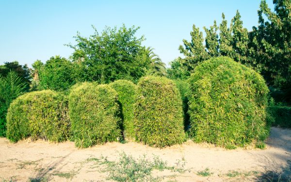 Bamboo Hedge Removal in Pataskala