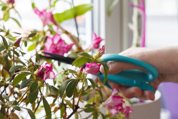 Azalea Pruning in Pataskala