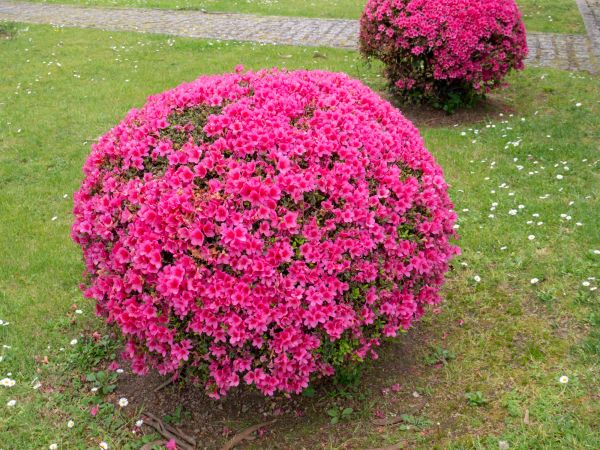 Rhododendron Pruning in Pataskala