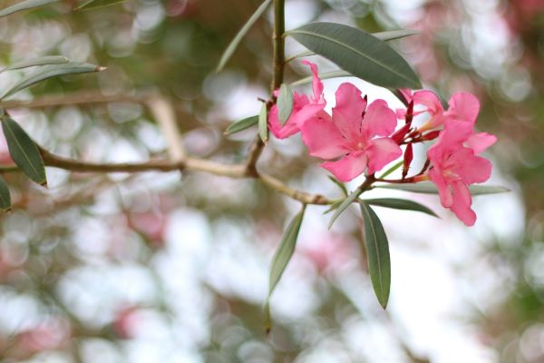 Oleander Removal in Pataskala