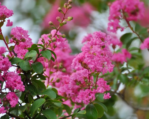 Crepe Myrtle Removal in Pataskala