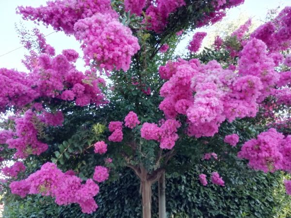 Crape Myrtle Pruning in Pataskala