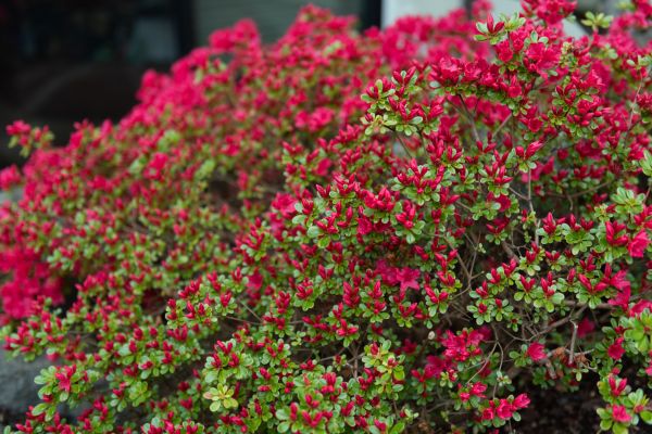 Weigela Removal Service in Pataskala