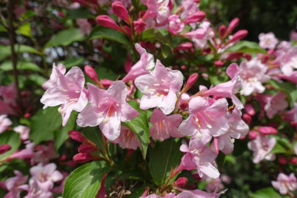 Weigela Pruning Service in Pataskala