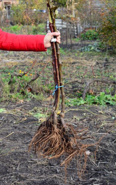 Shrub Root Removal in Pataskala