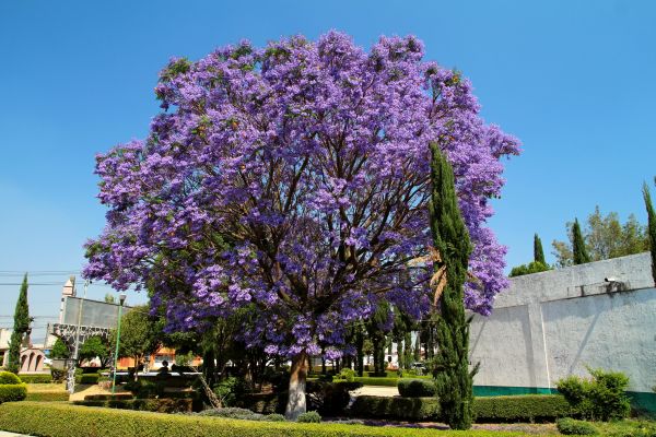Jacaranda Pruning in Pataskala