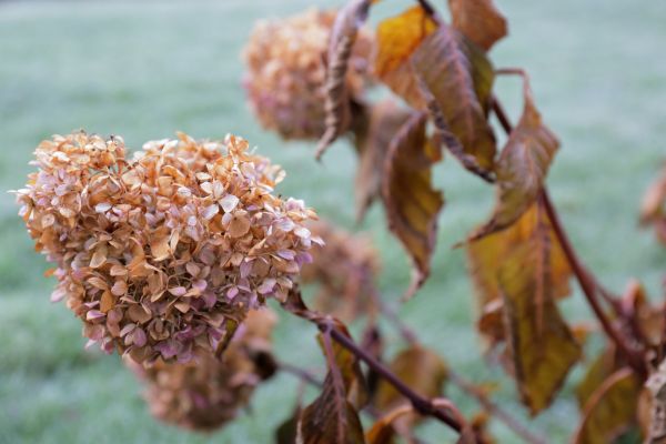 Hydrangea Removal in Pataskala
