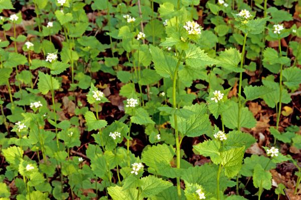 Garlic Mustard Removal in Pataskala