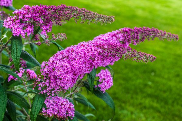 Butterfly Bush Removal in Pataskala