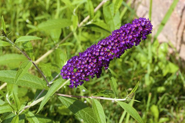 Butterfly Bush Pruning in Pataskala