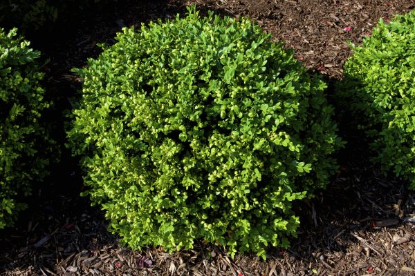 Boxwood Removal in Pataskala