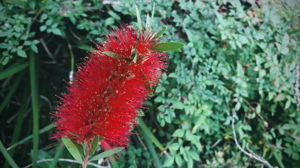 Bottlebrush Pruning in Pataskala