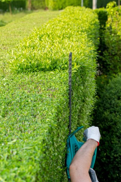 Hedge Trimming in Pataskala